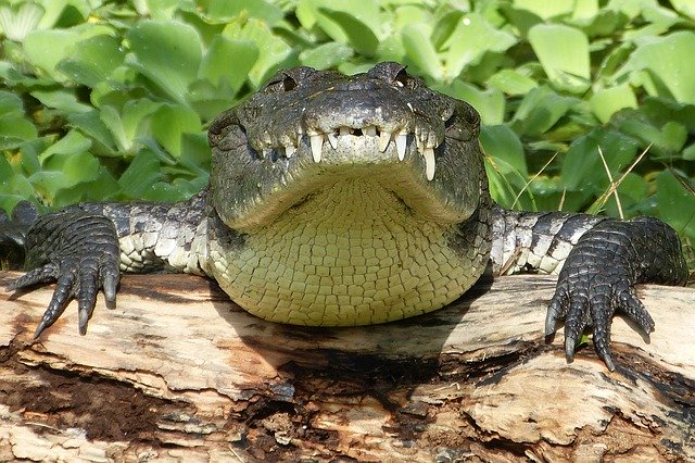 Template Photo Crocodile Risk Reptile for OffiDocs