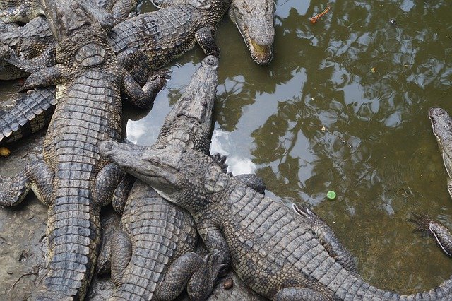Free download Crocodiles Crocodile Reptile -  free photo or picture to be edited with GIMP online image editor