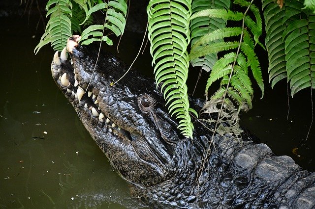 Téléchargement gratuit Crocodile Swamp Alligator - photo ou image gratuite à éditer avec l'éditeur d'images en ligne GIMP