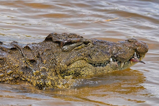 Free download crocodile teeth flow namibia free picture to be edited with GIMP free online image editor