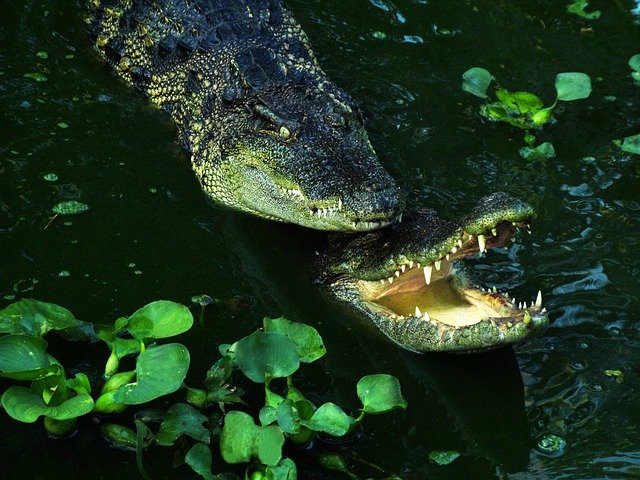 Téléchargement gratuit Crocodile Thailand Teeth - photo ou image gratuite à éditer avec l'éditeur d'images en ligne GIMP