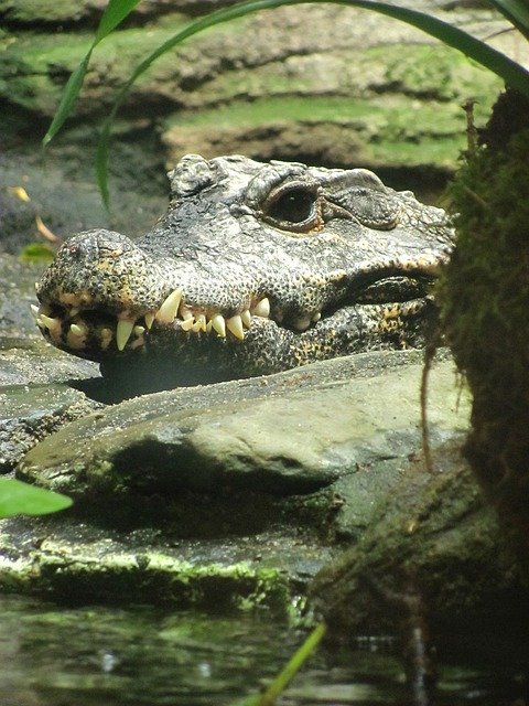 Download gratuito Crocodile Water Predator: foto o immagine gratuita da modificare con l'editor di immagini online GIMP