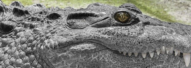 Bezpłatny szablon Crocodile White Wild do edycji za pomocą internetowego edytora obrazów GIMP