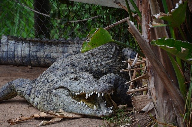 Descărcare gratuită Crocodile Wild Animal Dangerous - ilustrație gratuită pentru a fi editată cu editorul de imagini online gratuit GIMP