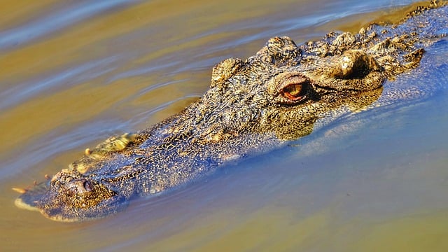 Descărcare gratuită crocodil animal sălbatic râu reptilă poză gratuită pentru a fi editată cu editorul de imagini online gratuit GIMP