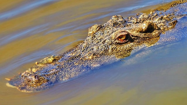 Free download crocodile wild animal river reptile free picture to be edited with GIMP free online image editor