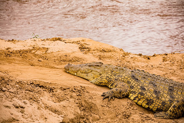 Kostenloser Download Krokodil wilde Tiere Wildnis kostenloses Bild, das mit GIMP kostenloser Online-Bildbearbeitung bearbeitet werden kann