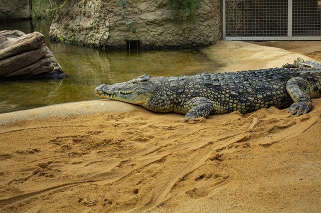 Descarga gratuita Crocodile Zoo Alligator: foto o imagen gratuita para editar con el editor de imágenes en línea GIMP