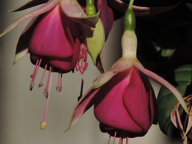 Kostenloser Download Crocosmia Fuchsia Flowers Garden - kostenloses Foto oder Bild zur Bearbeitung mit GIMP Online-Bildbearbeitung