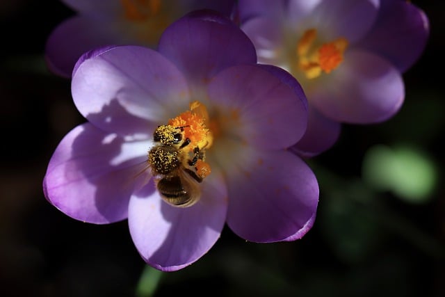 Free download crocus bee honey bee petals pollen free picture to be edited with GIMP free online image editor