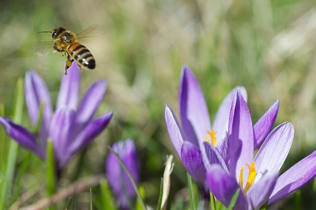 Free download crocus bee pollination flowers free picture to be edited with GIMP free online image editor