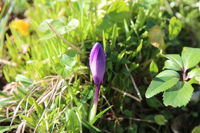 Téléchargement gratuit de Crocus Blue Bulb - photo ou image gratuite à modifier avec l'éditeur d'images en ligne GIMP