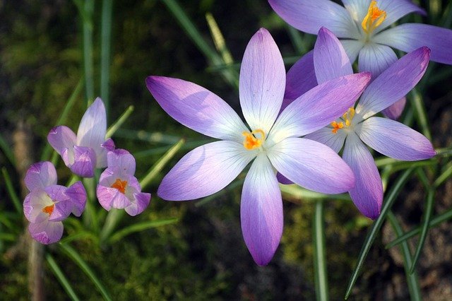 Free graphic crocuses blossoms early bloomer to be edited by GIMP free image editor by OffiDocs