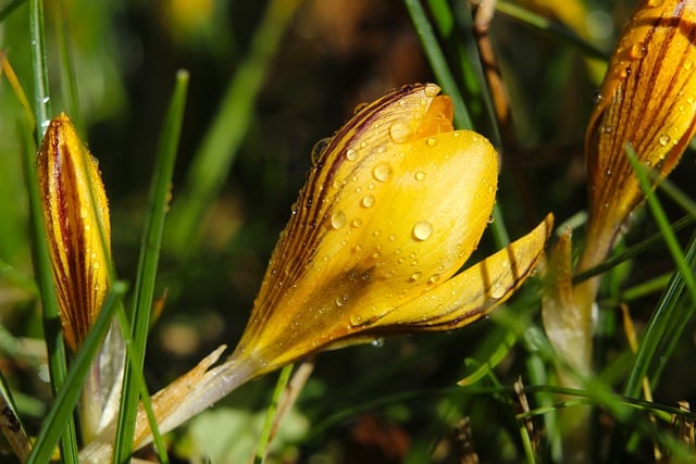 Free download crocuses buds drops rain grass free picture to be edited with GIMP free online image editor