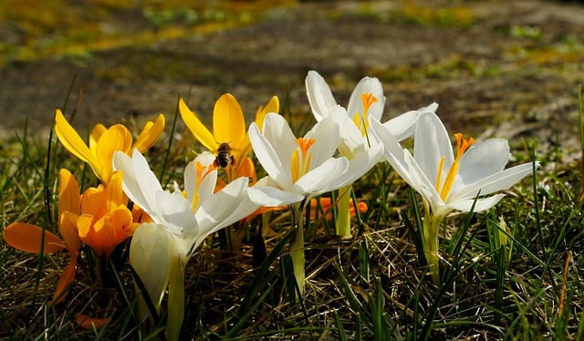 Free download crocuses flower spring botany free picture to be edited with GIMP free online image editor