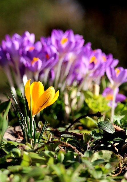 Free download crocuses flowers purple flowers free picture to be edited with GIMP free online image editor