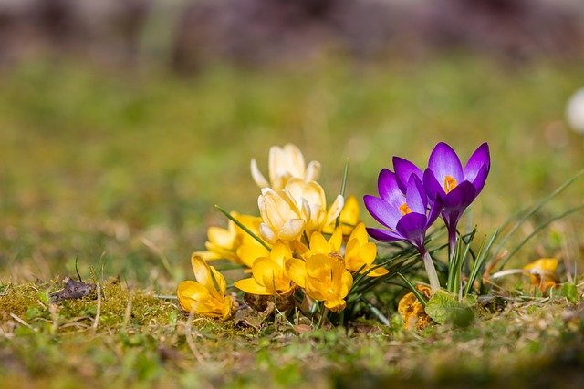 Free download crocuses flowers spring flowers free picture to be edited with GIMP free online image editor