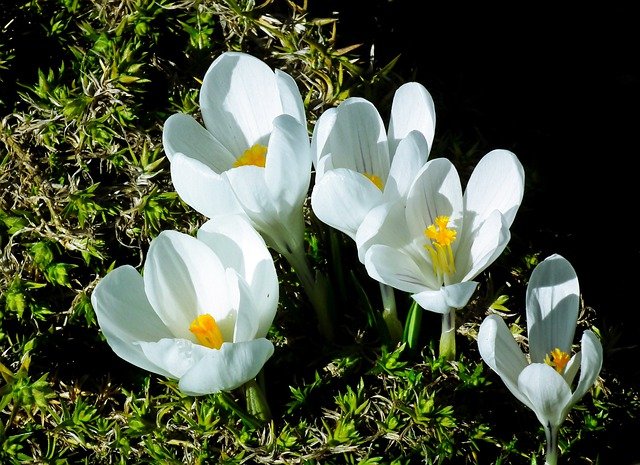 Free download crocuses flowers white flowers free picture to be edited with GIMP free online image editor