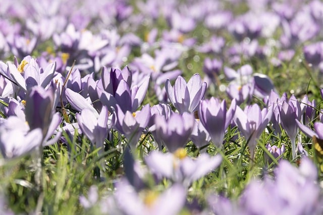 Free download crocuses spring flower bloom free picture to be edited with GIMP free online image editor