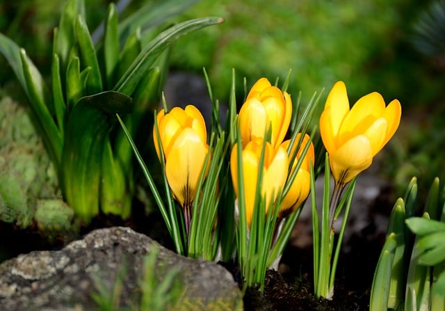 Бесплатно скачать крокусы весенние цветы весна бесплатное изображение для редактирования в GIMP бесплатный онлайн-редактор изображений