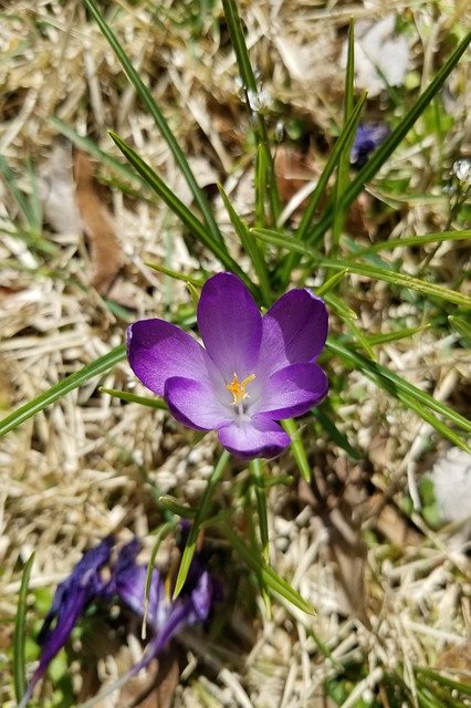 Free download Crocus Flower Bloom -  free photo or picture to be edited with GIMP online image editor