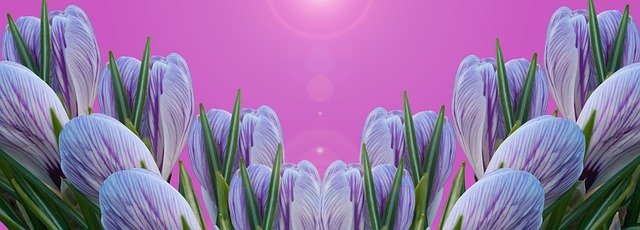 Free download Crocus Flower Kitchen Back Wall -  free illustration to be edited with GIMP free online image editor
