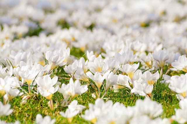 Free graphic crocus flower meadow white flowers to be edited by GIMP free image editor by OffiDocs