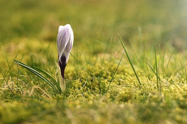 Free download crocus flower plant meadow bloom free picture to be edited with GIMP free online image editor