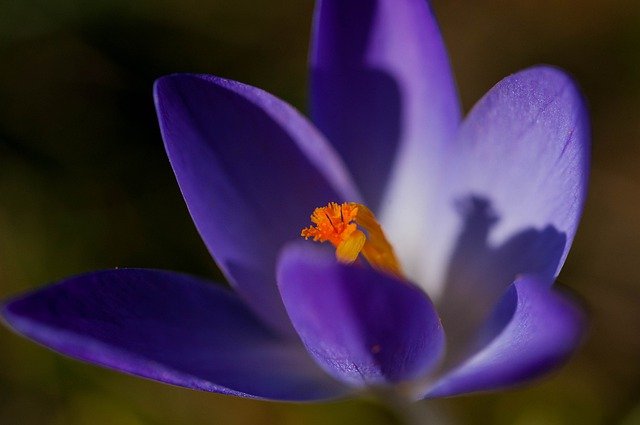Free download crocus flower p nature plant free picture to be edited with GIMP free online image editor