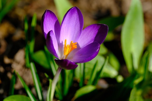 Free download crocus flower purple crocus free picture to be edited with GIMP free online image editor
