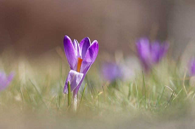Free download crocus flower purple flower meadow free picture to be edited with GIMP free online image editor