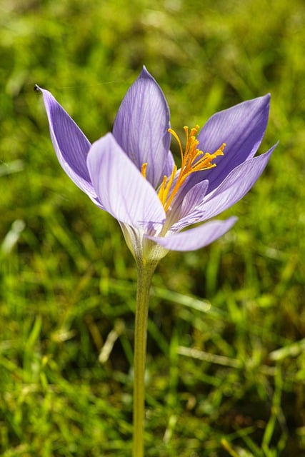 Free download crocus flower purple flower petals free picture to be edited with GIMP free online image editor
