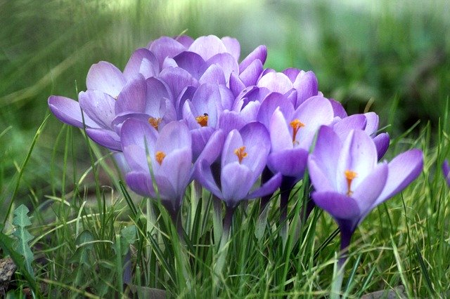 Descarga gratis Crocus Flowers An Interesting: foto o imagen gratuita para editar con el editor de imágenes en línea GIMP