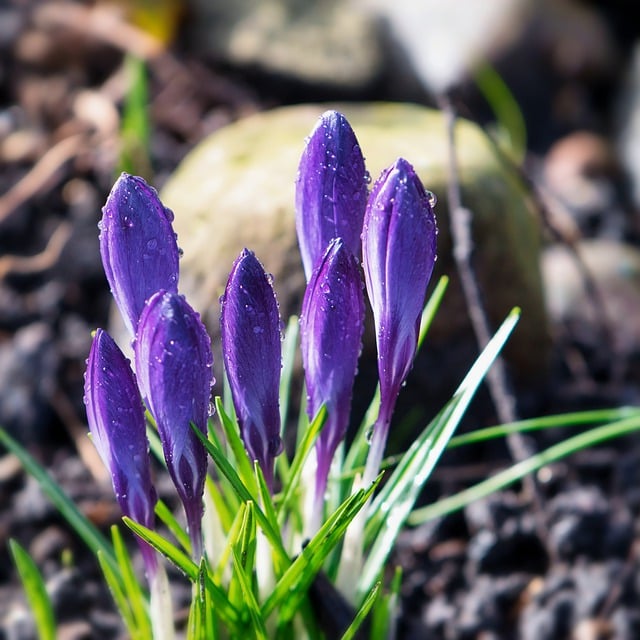 Free download crocus flowers dew dewdrops wet free picture to be edited with GIMP free online image editor