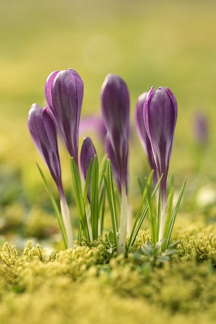 Free download crocus flowers plant purple flowers free picture to be edited with GIMP free online image editor