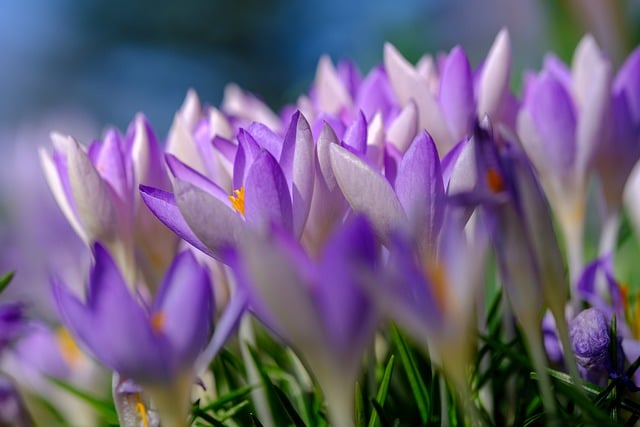 Free download crocus flowers plants free picture to be edited with GIMP free online image editor
