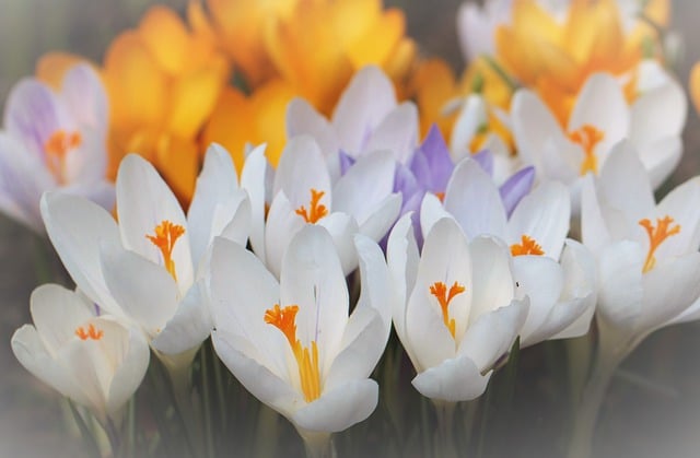 Free download crocus flower spring blossoms free picture to be edited with GIMP free online image editor