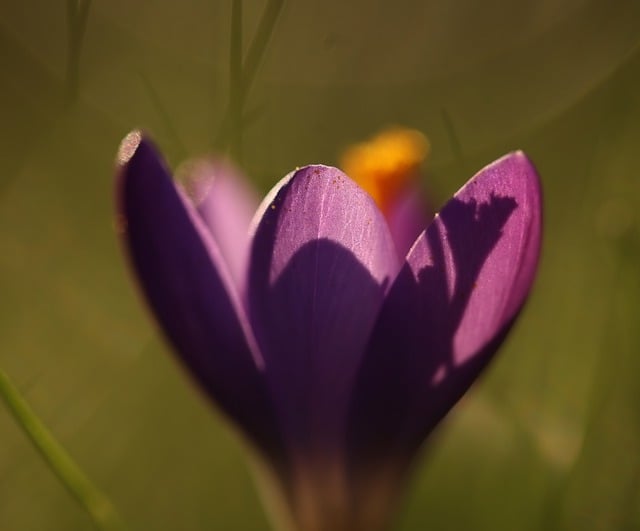 Free download crocus flower spring early bloomer free picture to be edited with GIMP free online image editor