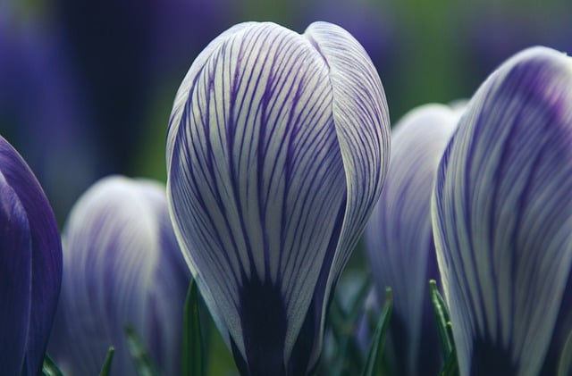 Free download crocus flower spring violet purple free picture to be edited with GIMP free online image editor