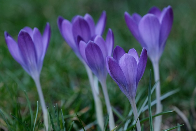 Free download crocus flowers purple crocus free picture to be edited with GIMP free online image editor