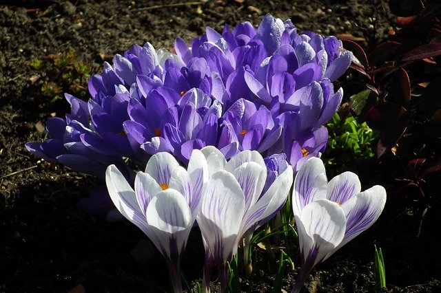 Free download Crocus Flowers Spring -  free photo or picture to be edited with GIMP online image editor