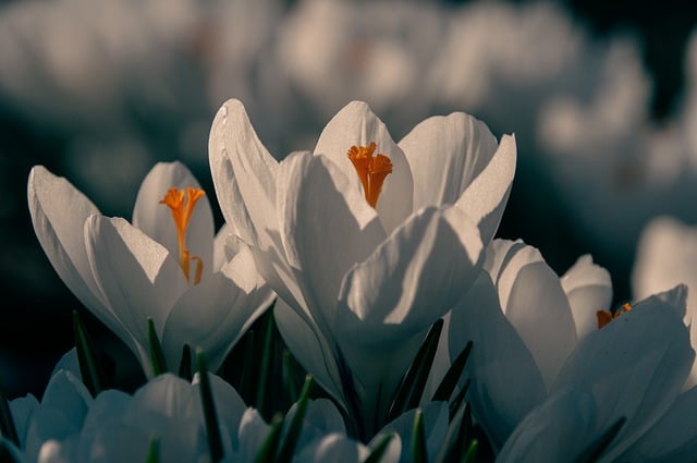 Free download crocus flowers spring early bloomer free picture to be edited with GIMP free online image editor
