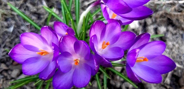 הורדה חינם Crocus Flowers Violet - תמונה או תמונה בחינם לעריכה עם עורך התמונות המקוון GIMP