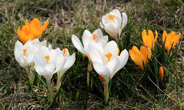 Free download crocus flowers white flowers free picture to be edited with GIMP free online image editor