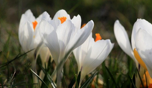 Free download crocus flowers white flowers spring free picture to be edited with GIMP free online image editor