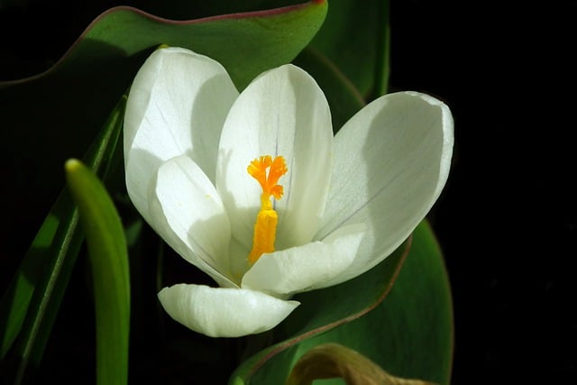 Free download crocus flowers white garden spring free picture to be edited with GIMP free online image editor
