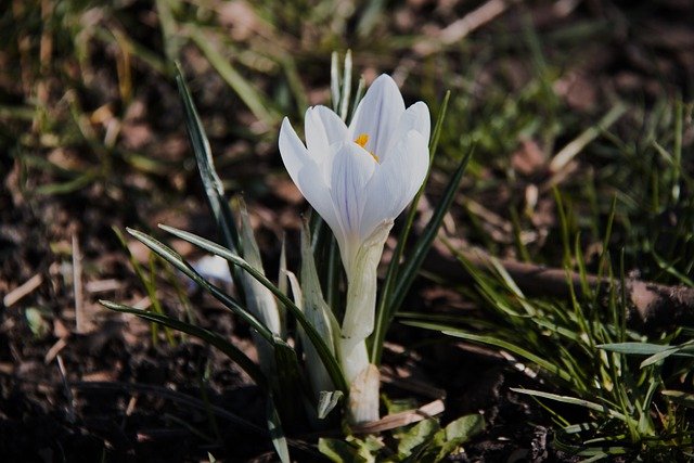 Free download crocus flower white crocuse free picture to be edited with GIMP free online image editor