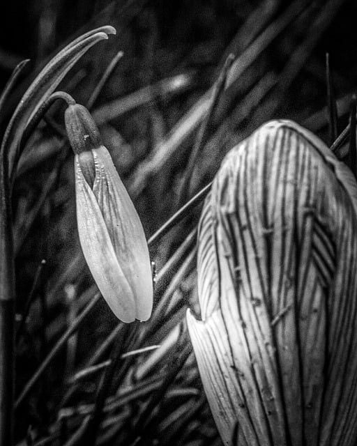 Free download crocus grass snowdrop light free picture to be edited with GIMP free online image editor