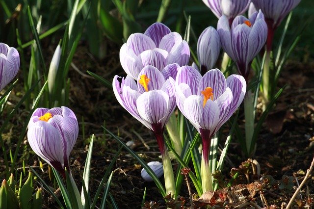 Free download Crocus In Bloom Flower Purple -  free photo or picture to be edited with GIMP online image editor