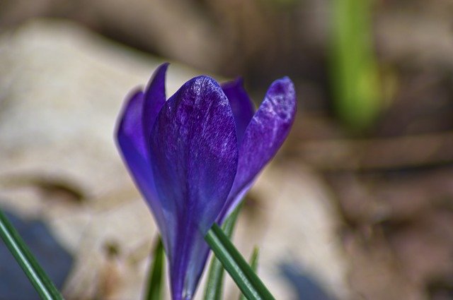 Free download Crocus In Early Arkansas Spring -  free photo or picture to be edited with GIMP online image editor